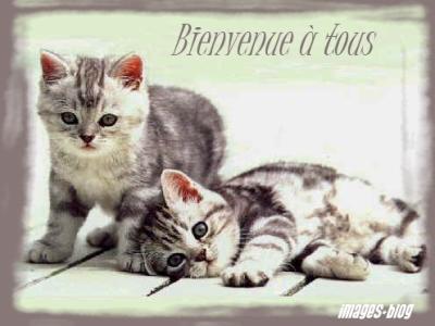 Bienvenue Sur Mon Blog! 